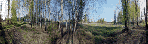Берёзки Увеличить
